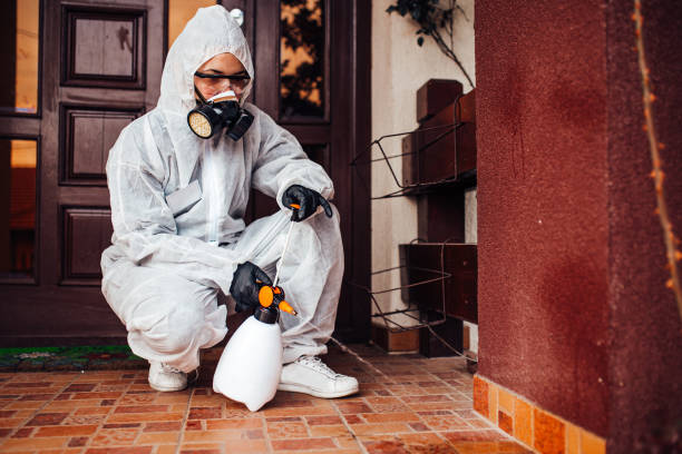 Reliable Wasp Removal contractor in South Whittier, CA by Show Me Pest Control